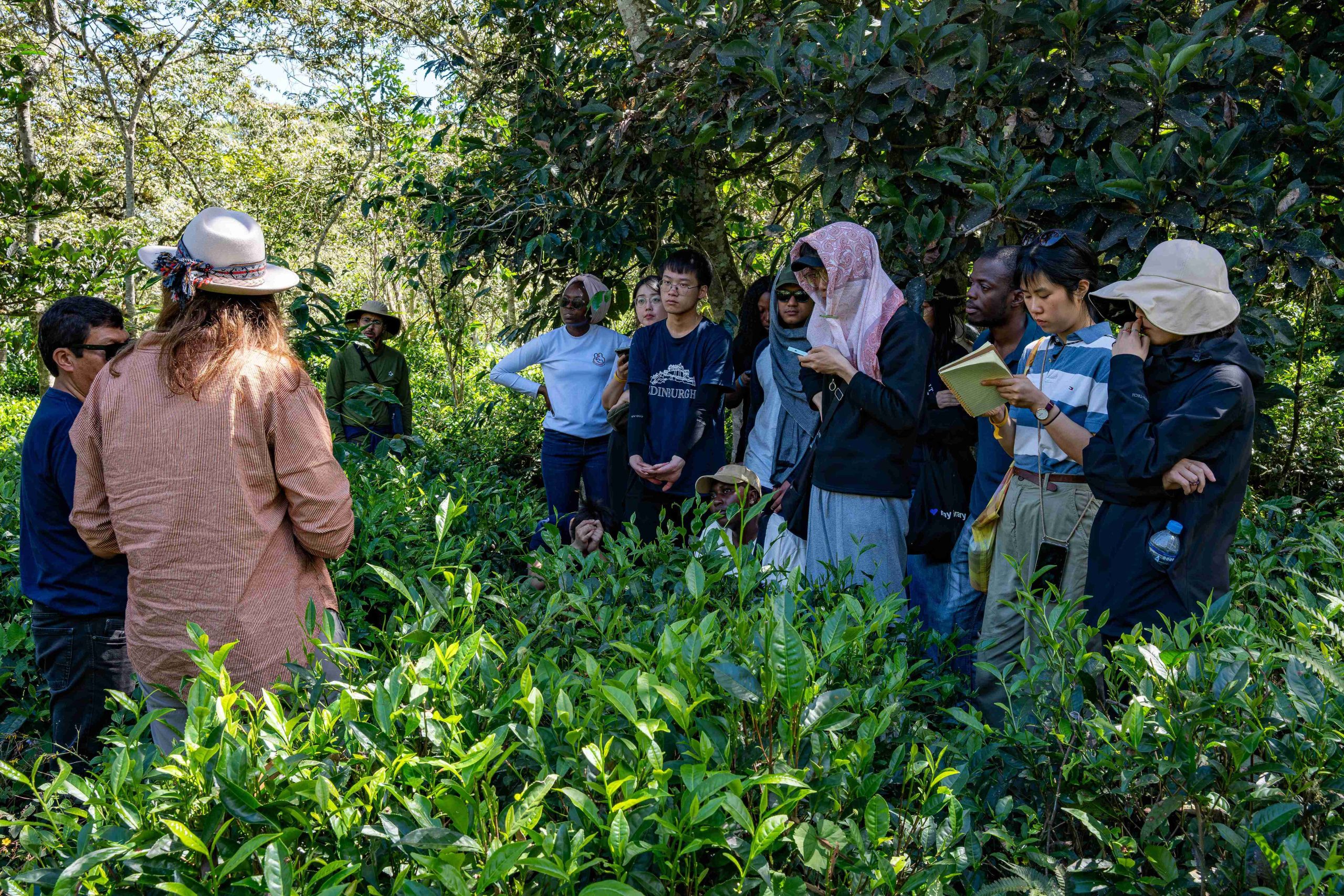 El resurgir del té peruano: innovación y origen desde Huayopata vic6931 enhanced nr